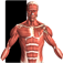 Visual Anatomy
